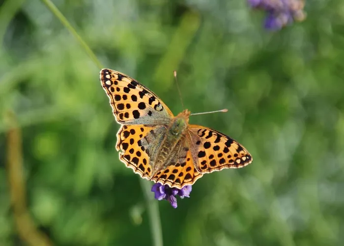 Apartman Mobile Im Mit Seezugang *